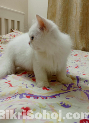 Persian kitten